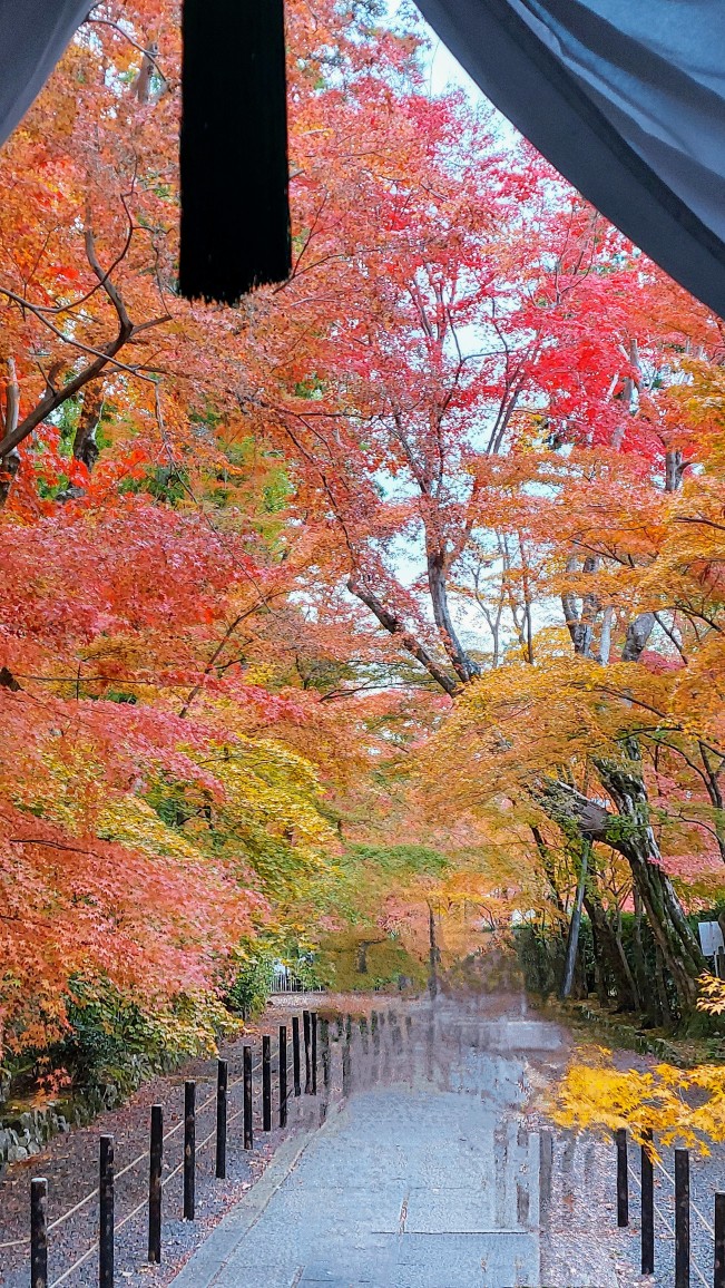 もみじ参道